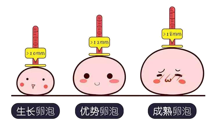 超声如何监测卵泡发育和排卵?(图1) 超声如何监测卵泡发育和排卵?(图1)