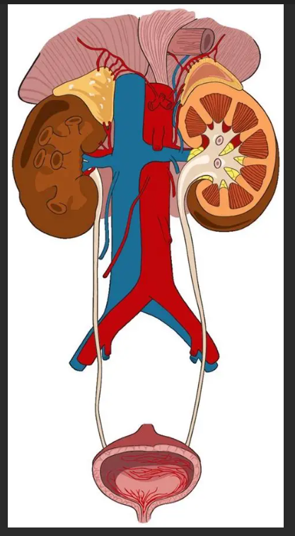 体检超声报告中此“瘤”非彼瘤(图5)